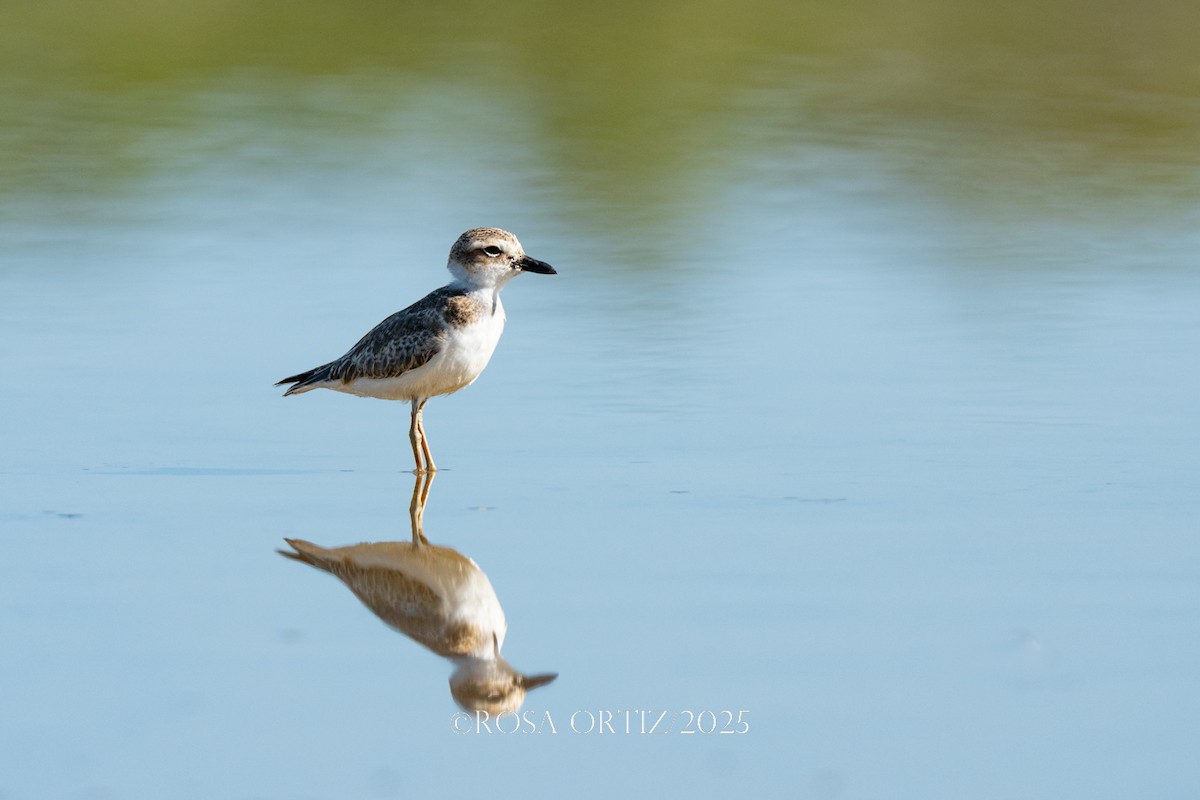 Wilson's Plover - ML639182257