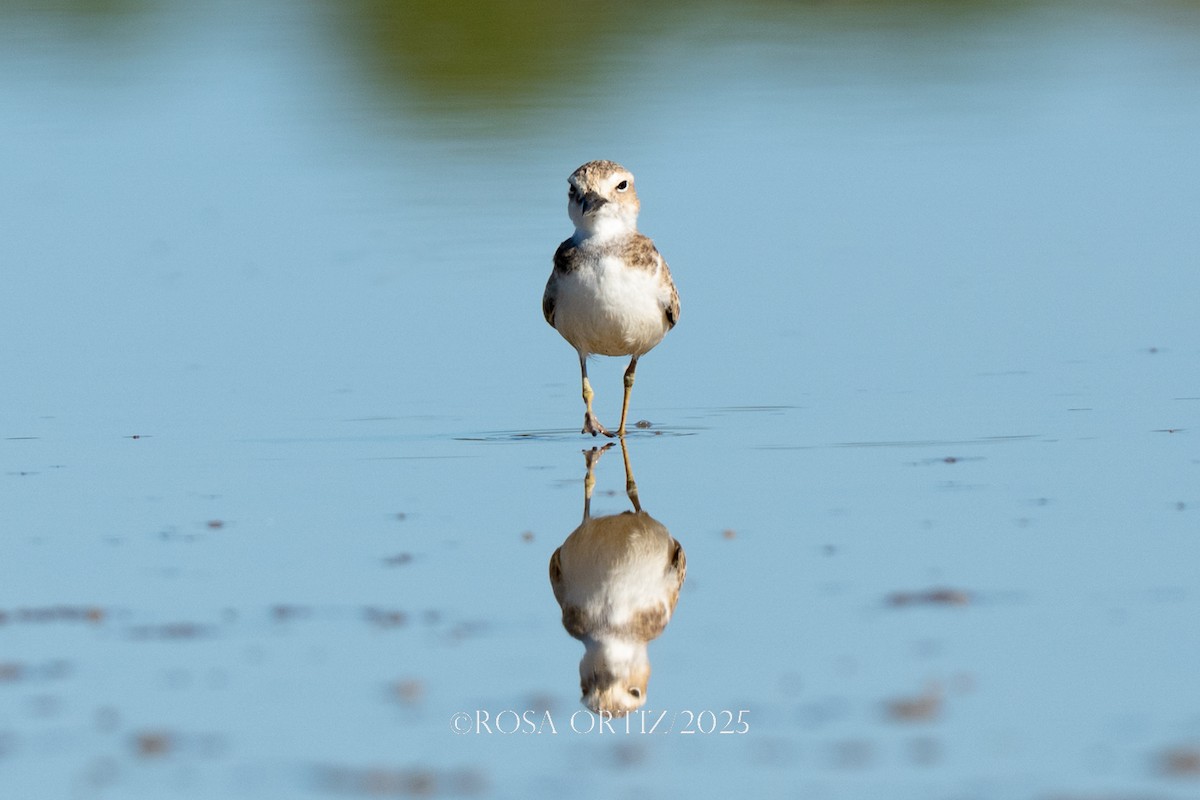 Wilson's Plover - ML639182258