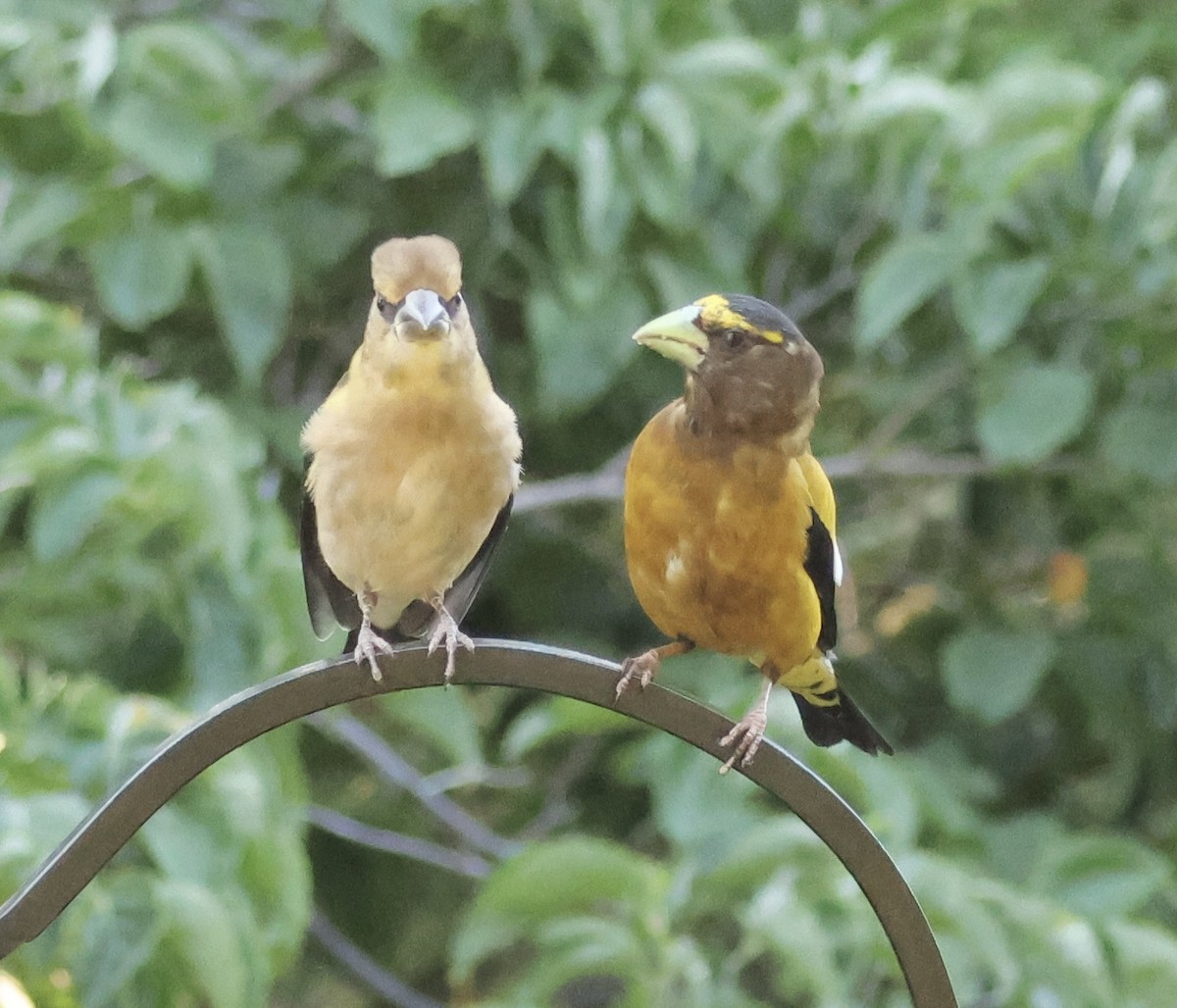 Evening Grosbeak - ML639182264