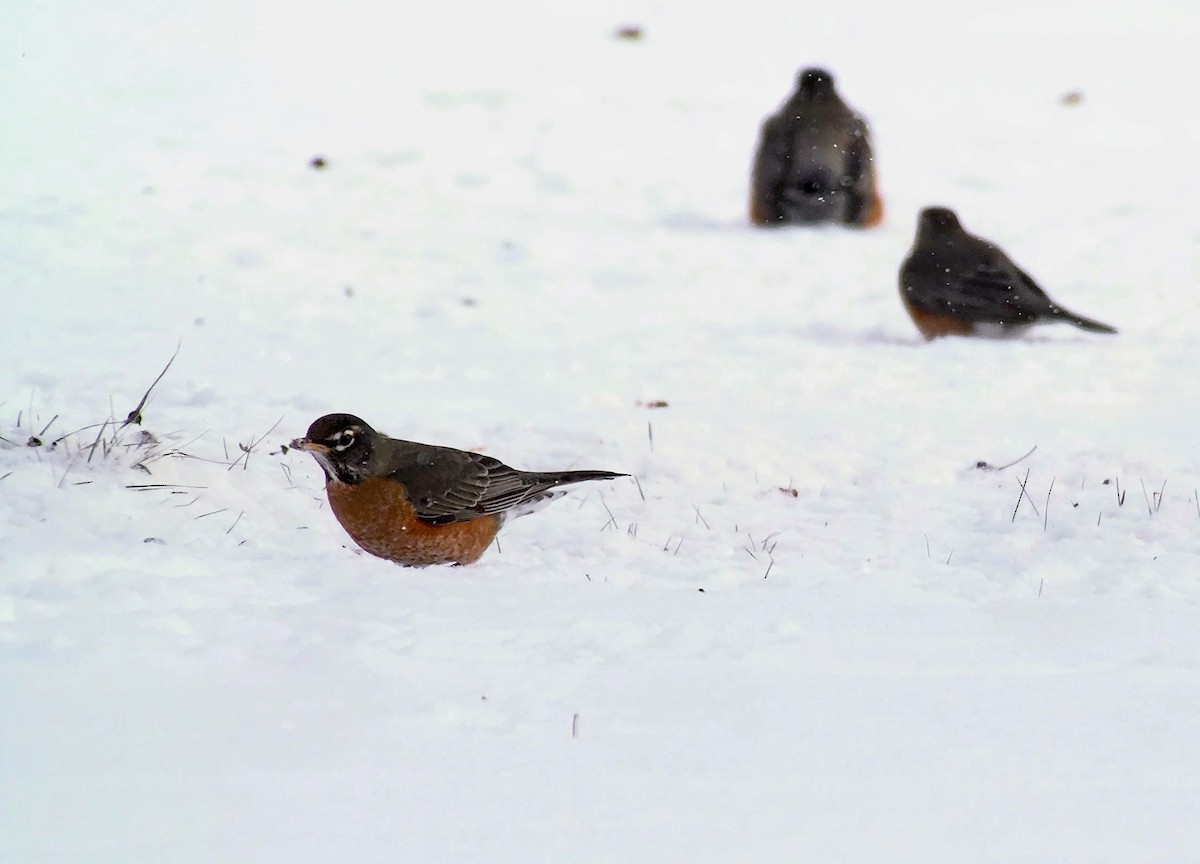 American Robin - ML639182362
