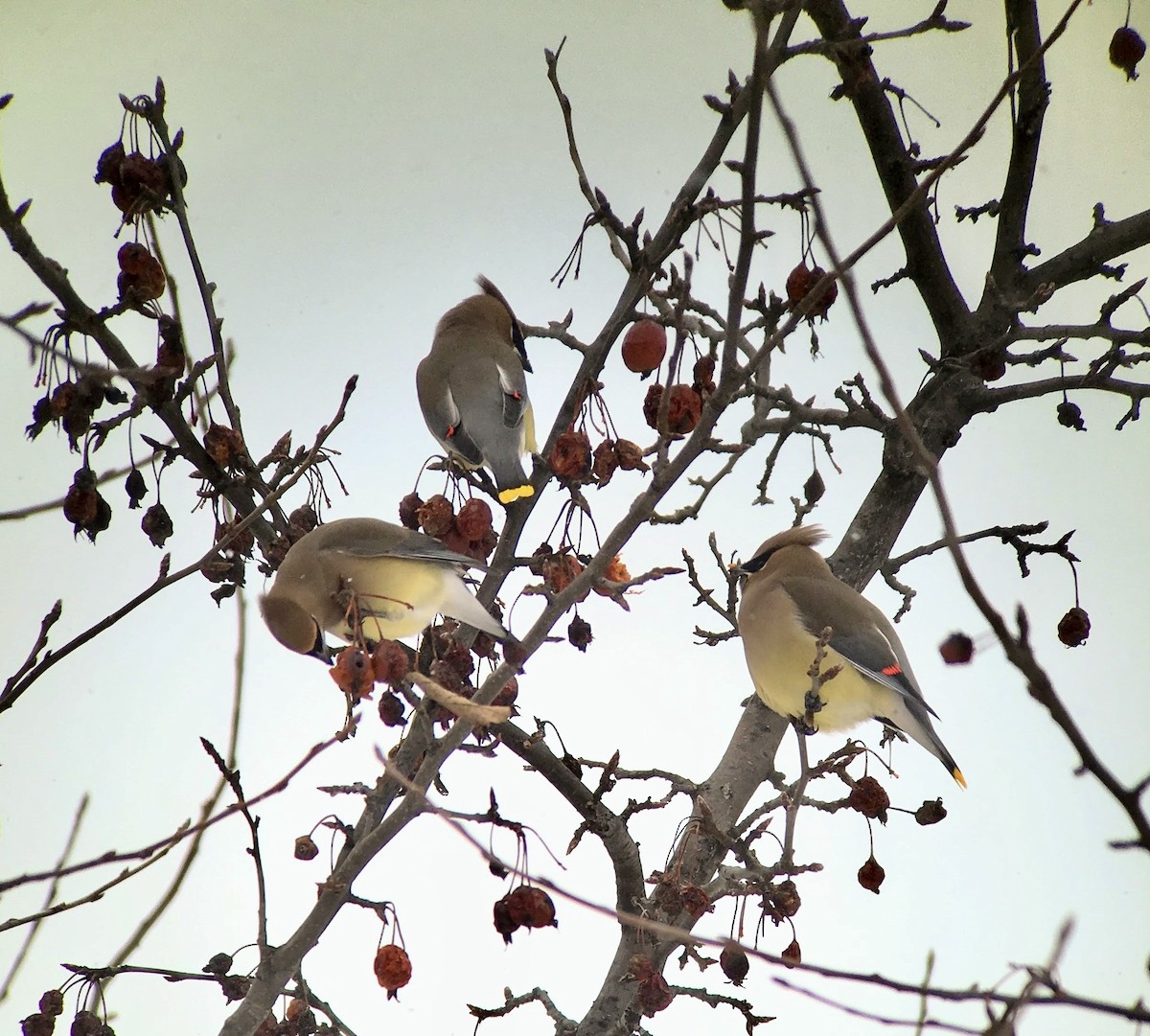 Cedar Waxwing - ML639182377