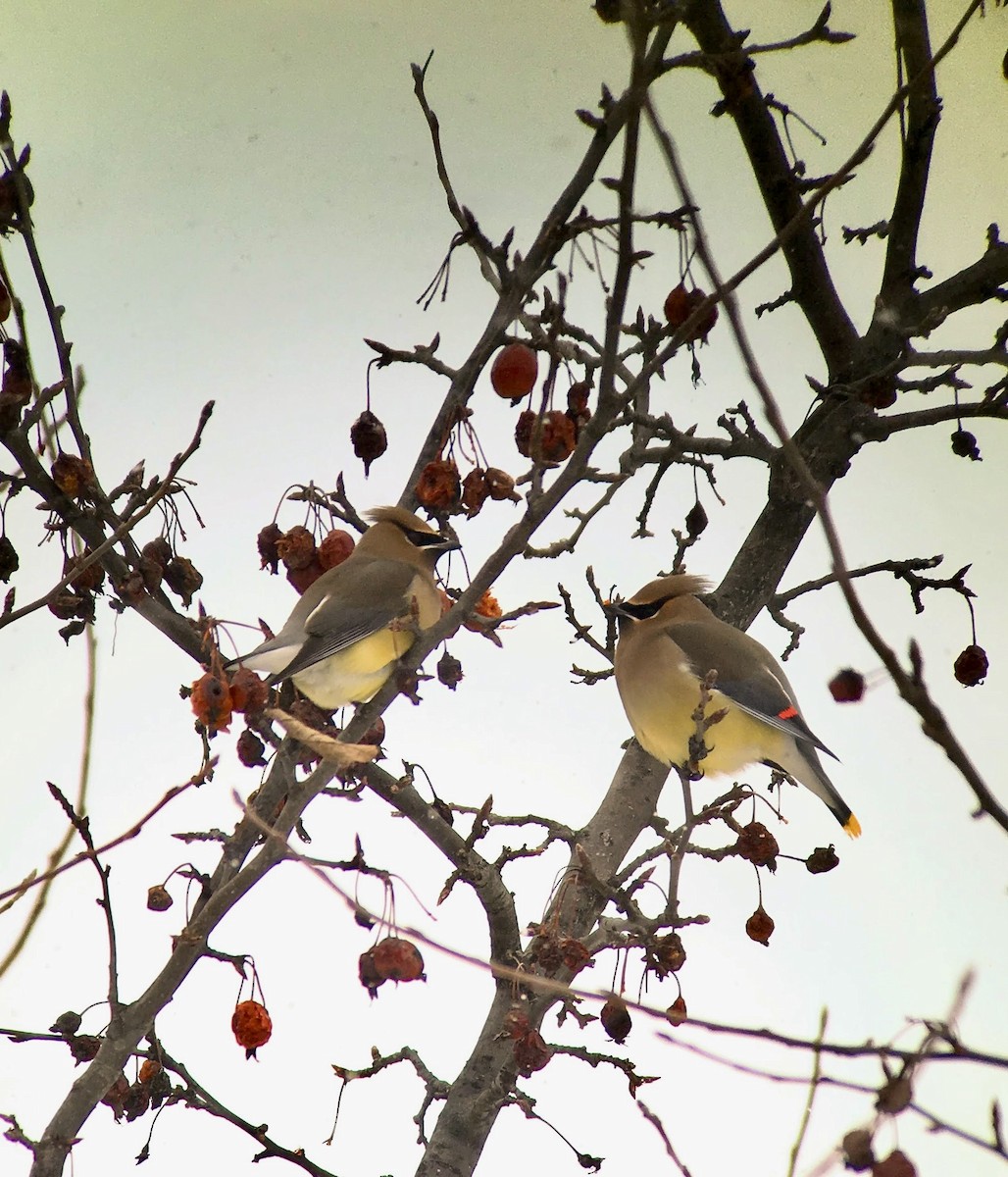 Cedar Waxwing - ML639182378