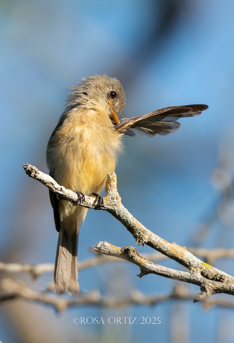 Lesser Antillean Pewee - ML639182388