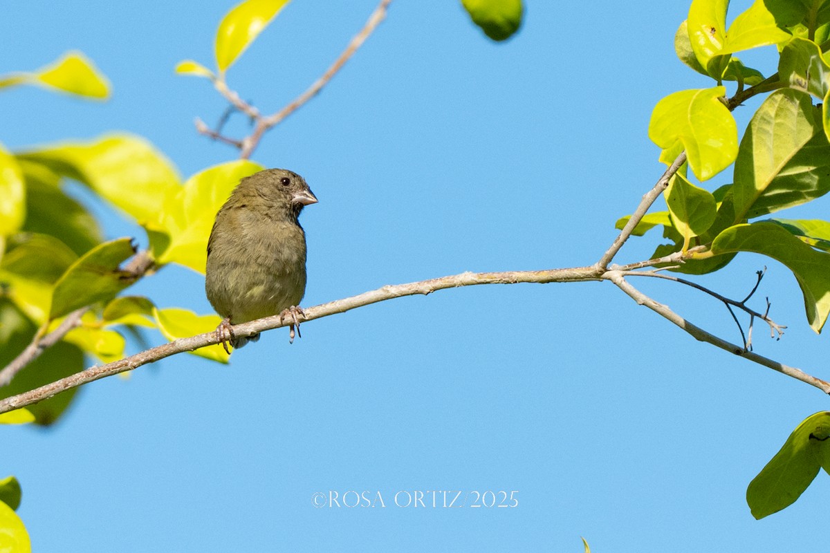 Black-faced Grassquit - ML639182416