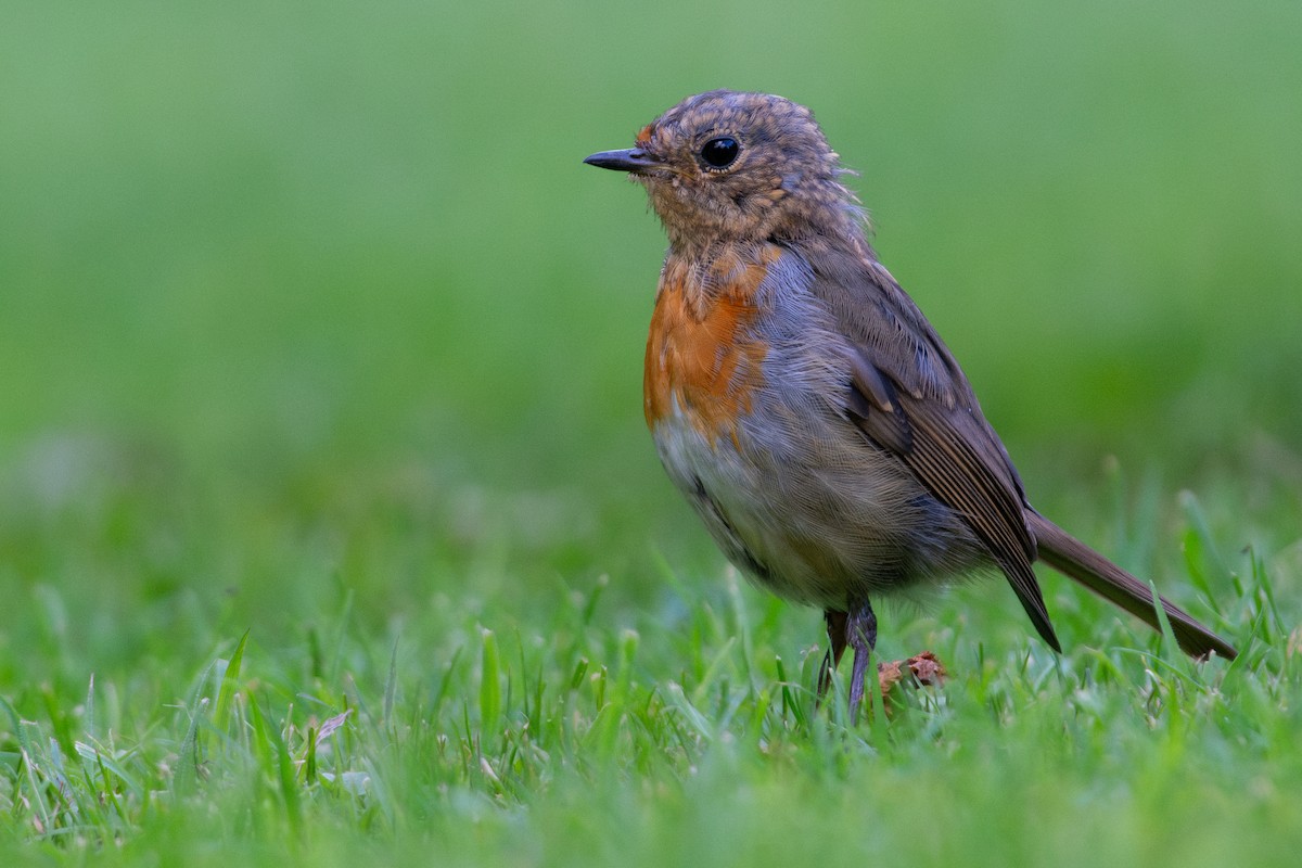 European Robin - ML639182498