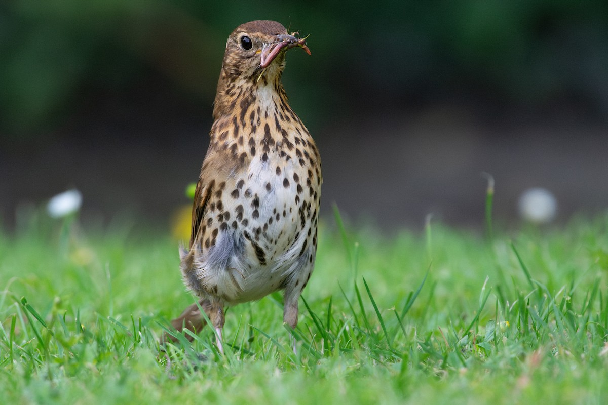 Song Thrush - ML639182519