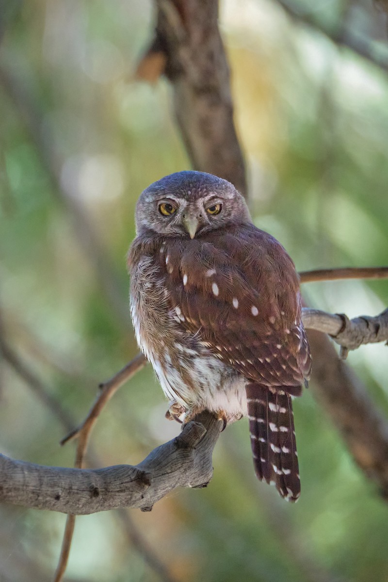 Northern Pygmy-Owl - ML639182716