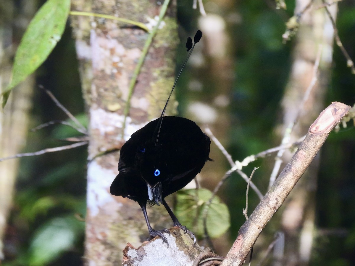 Lawes's Parotia - ML639182737