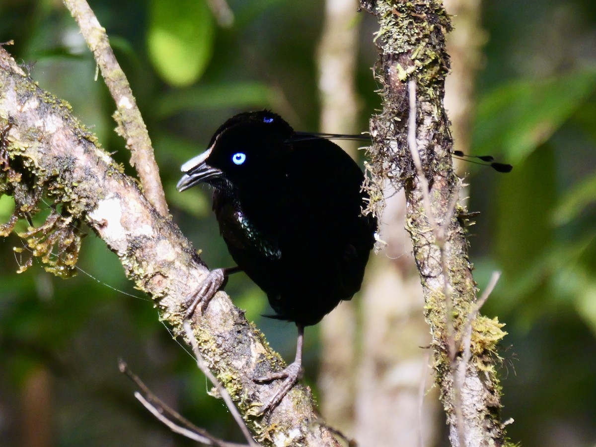 Lawes's Parotia - ML639182738