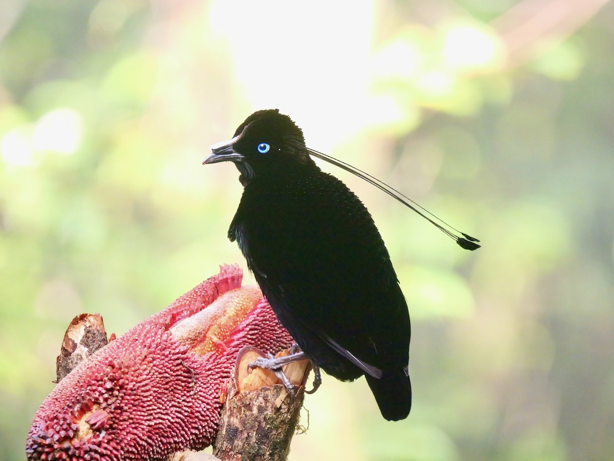 Lawes's Parotia - ML639182739