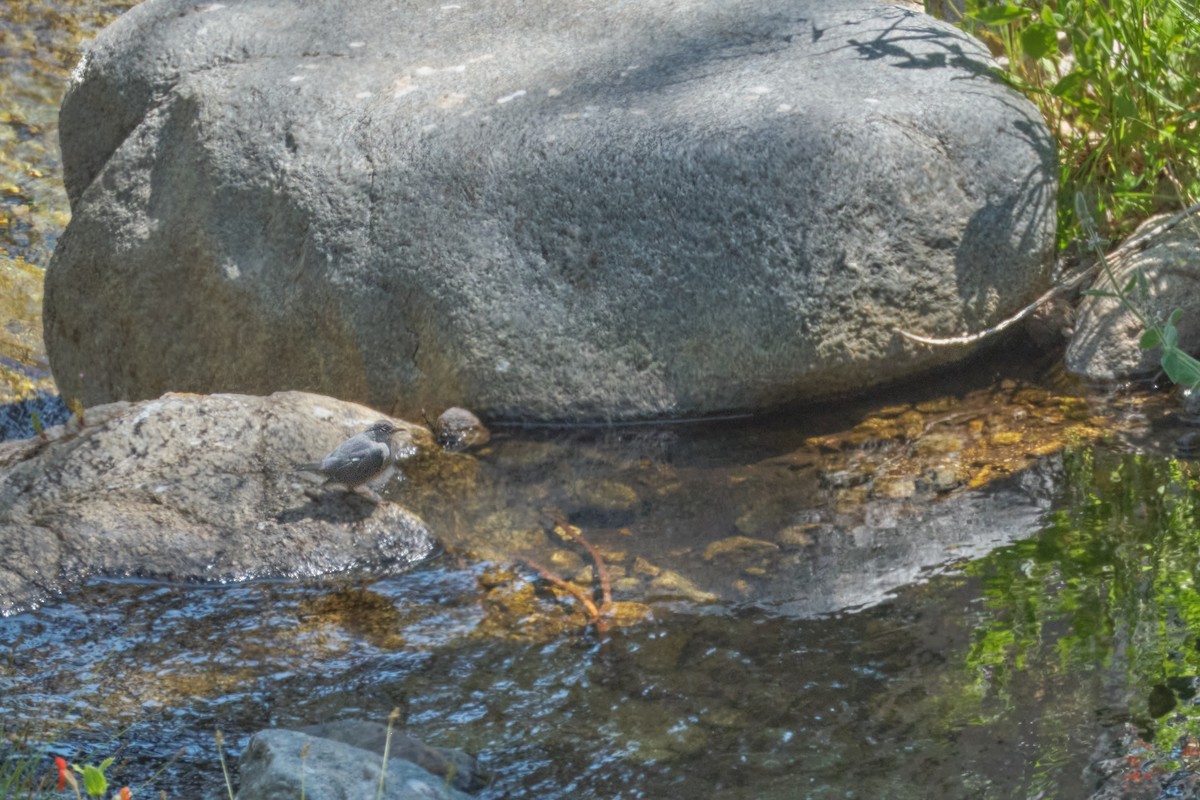 American Dipper - ML639182741