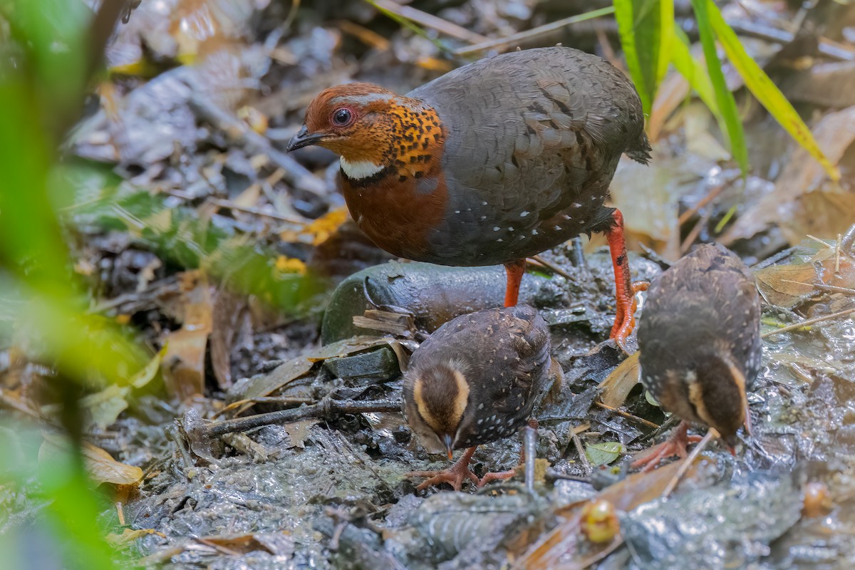 Chestnut-breasted Partridge - ML639182755