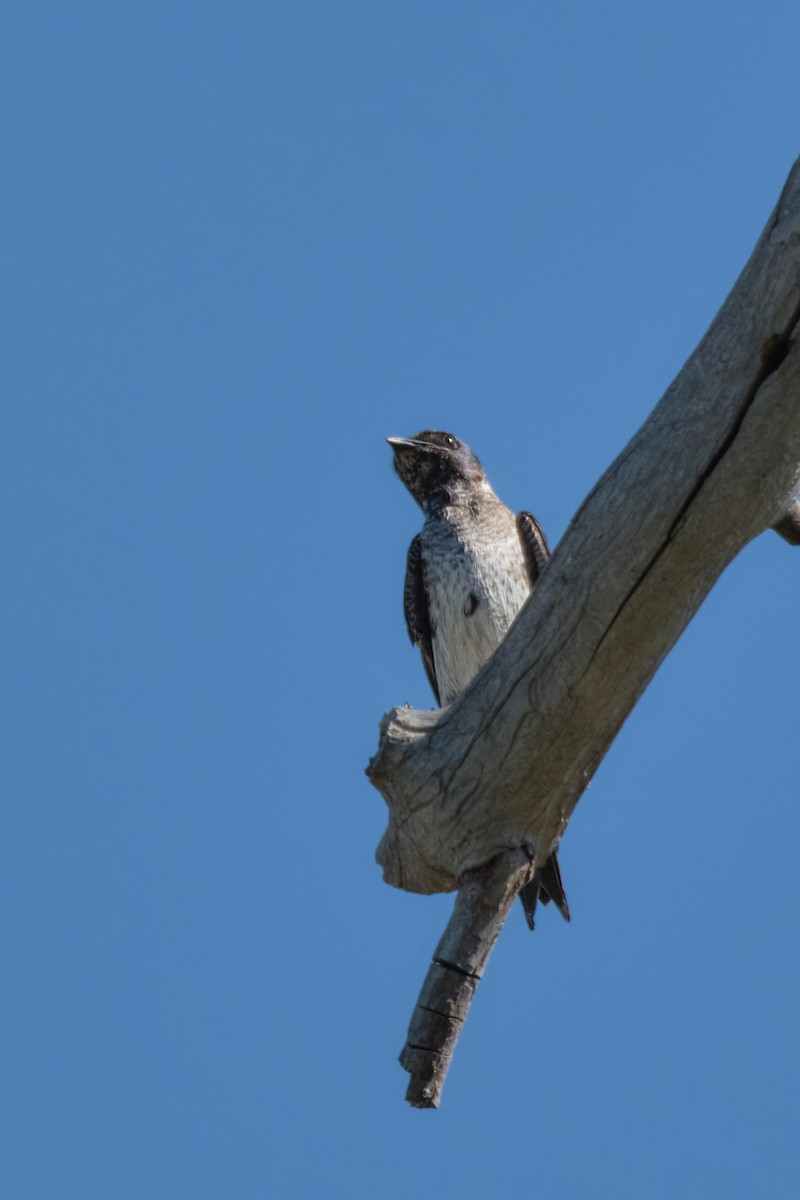 Purple Martin - ML639182771