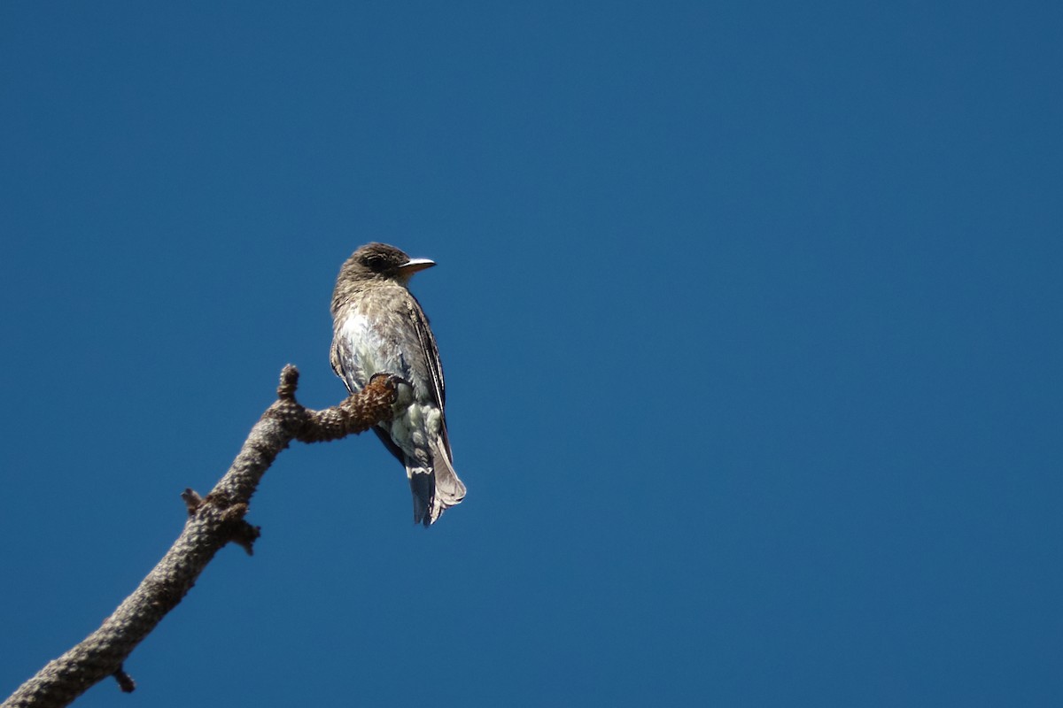 Olive-sided Flycatcher - ML639182777