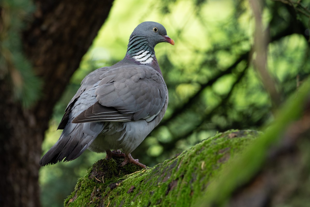 Common Wood-Pigeon - ML639182904