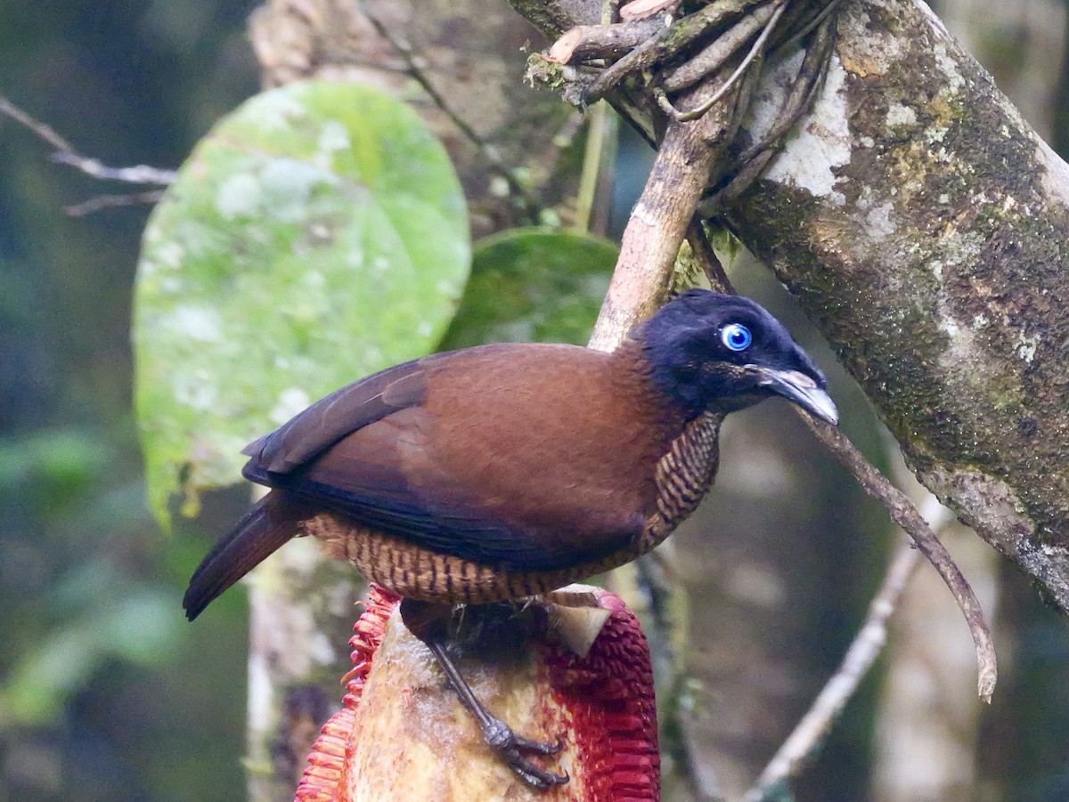 Lawes's Parotia - ML639182919