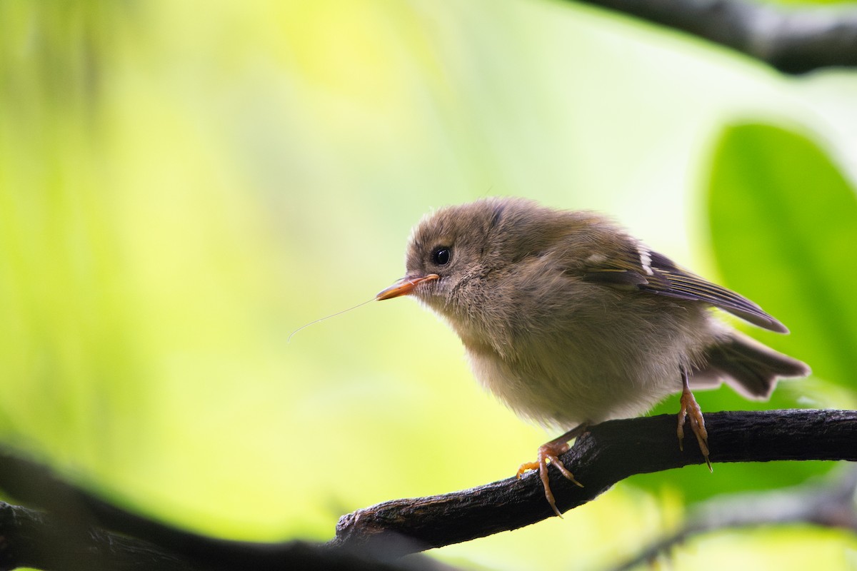 Goldcrest - ML639182940