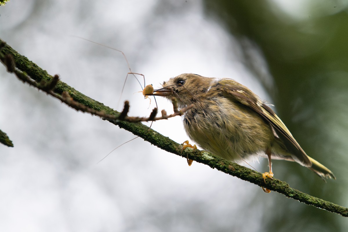 Goldcrest - ML639182943