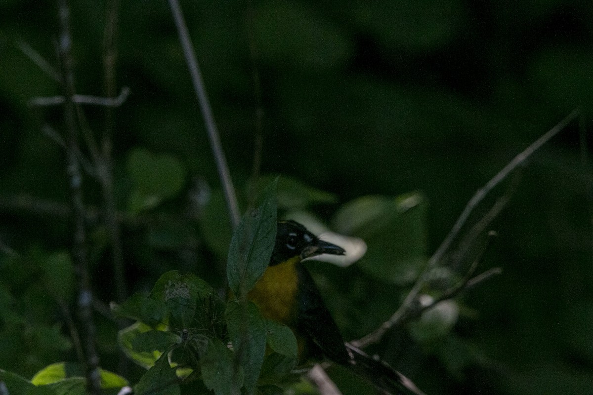 Fan-tailed Warbler - ML639182957