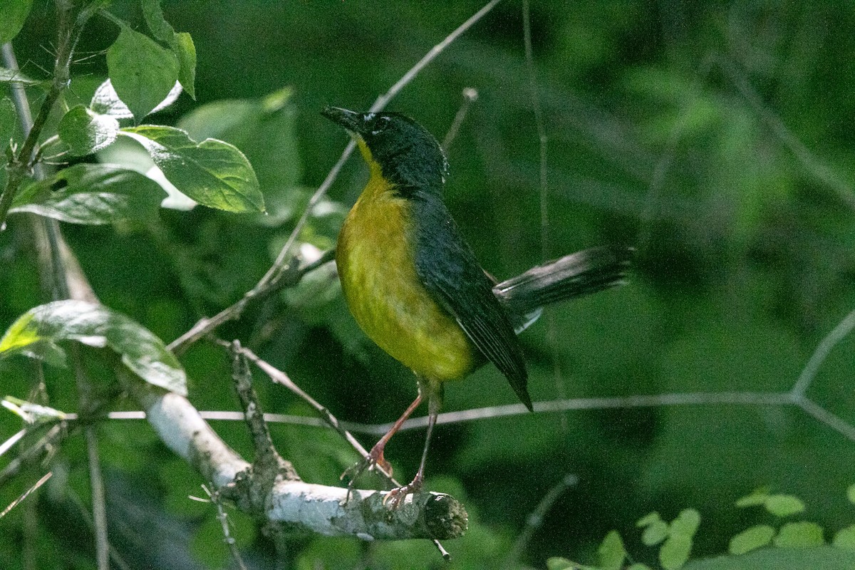 Fan-tailed Warbler - ML639182958