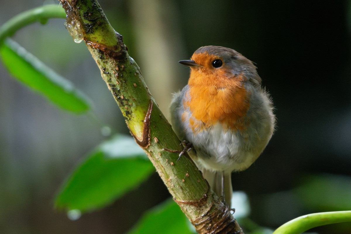 European Robin - ML639182959