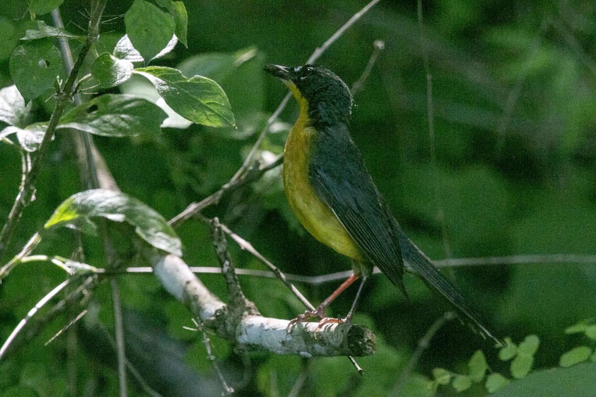 Fan-tailed Warbler - ML639182960
