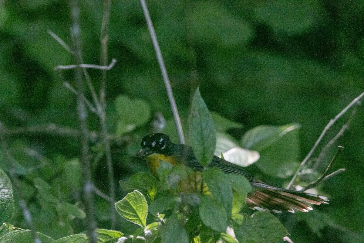 Fan-tailed Warbler - ML639182961
