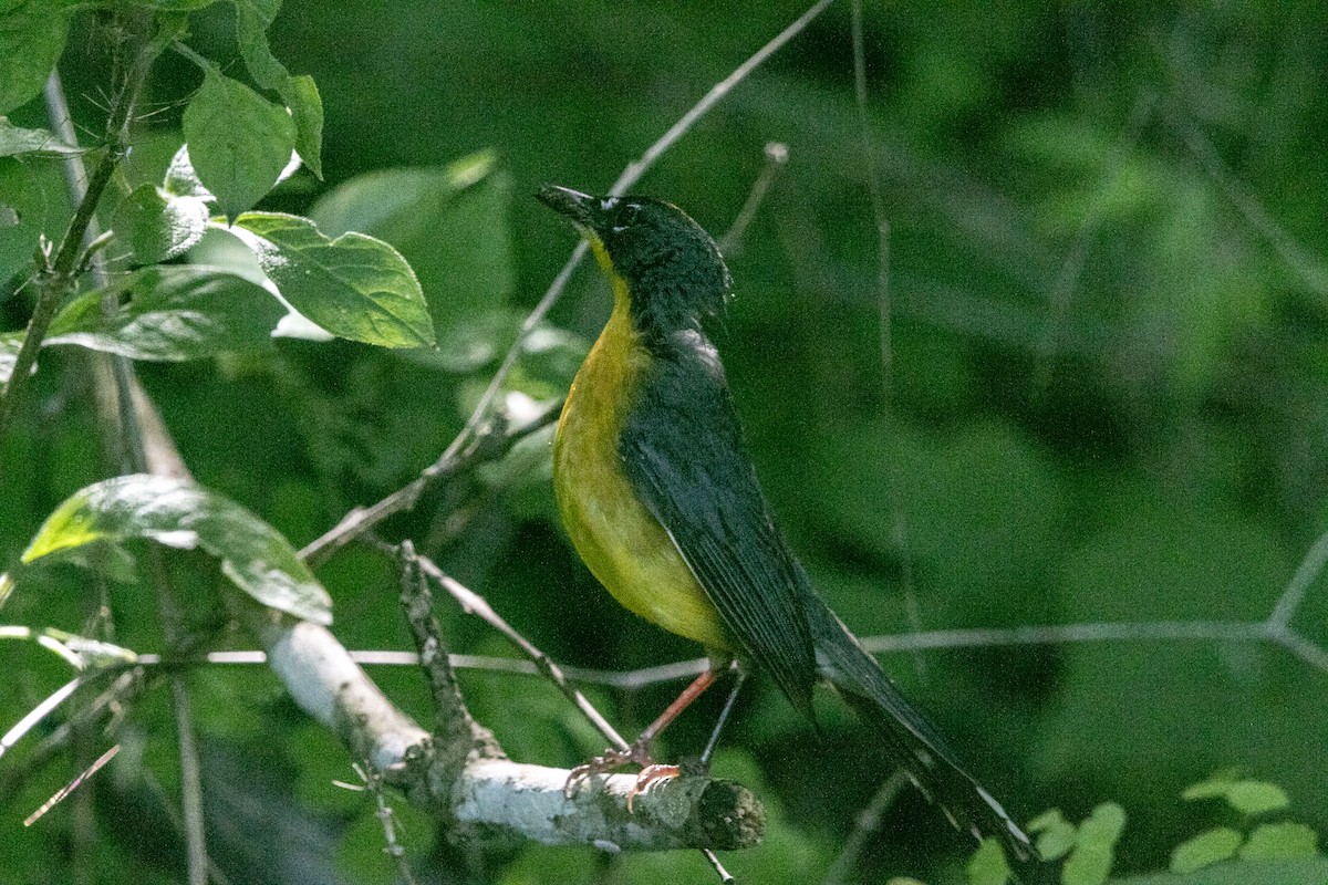 Fan-tailed Warbler - ML639182962