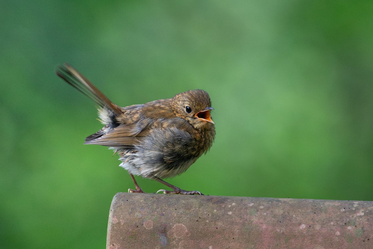 European Robin - ML639182971
