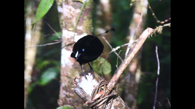 Lawes's Parotia - ML639183077