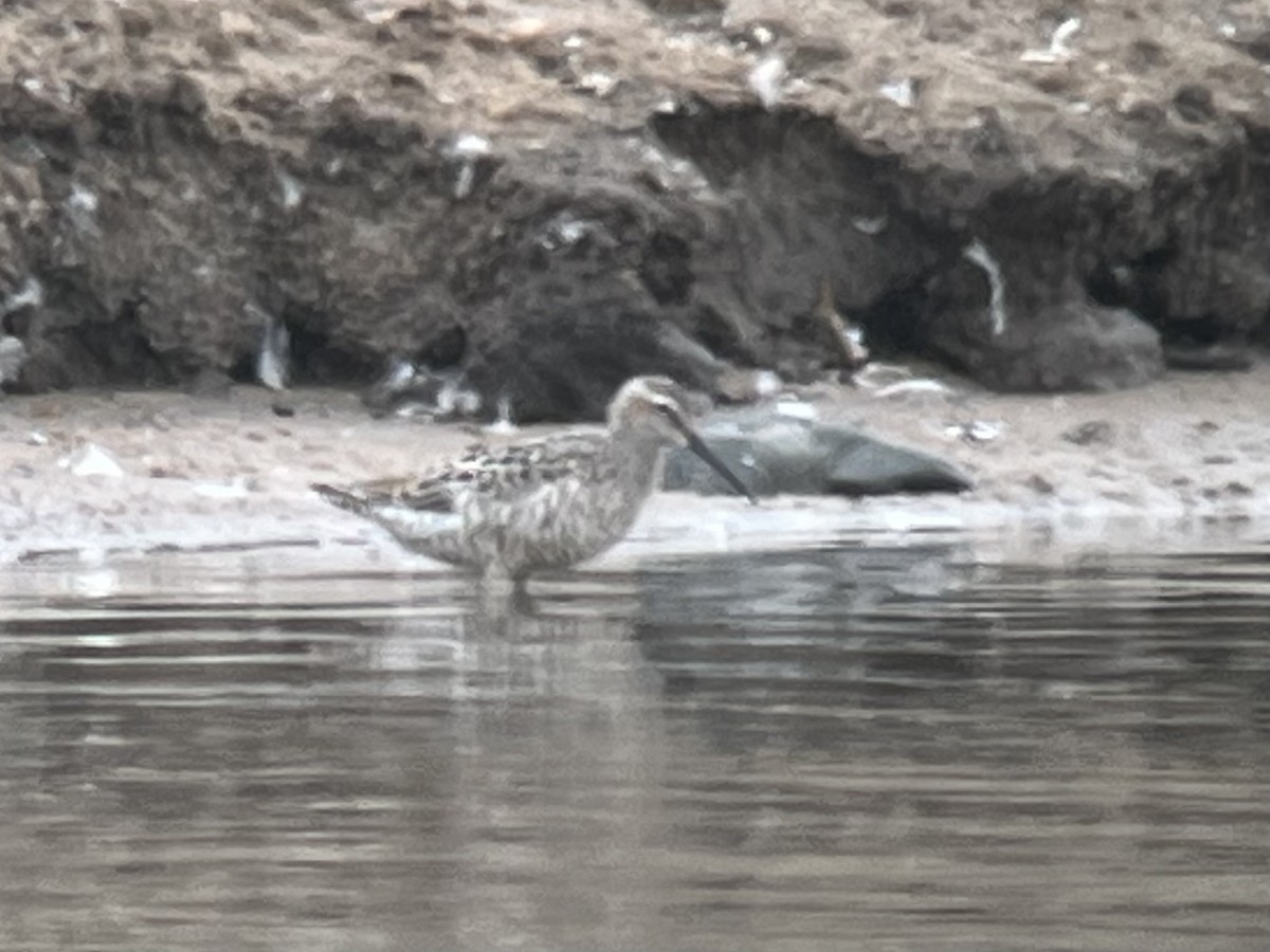 Stilt Sandpiper - ML639183103