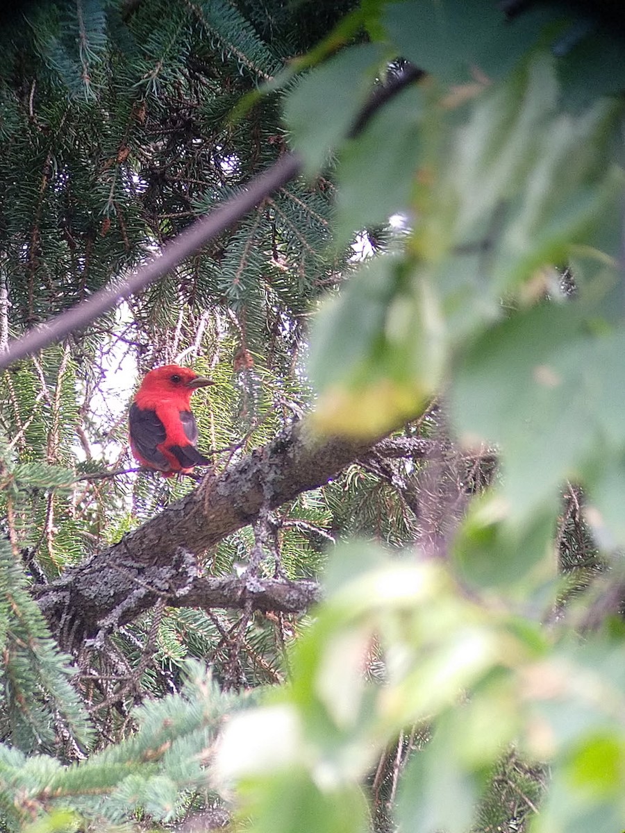 Scarlet Tanager - ML639183119