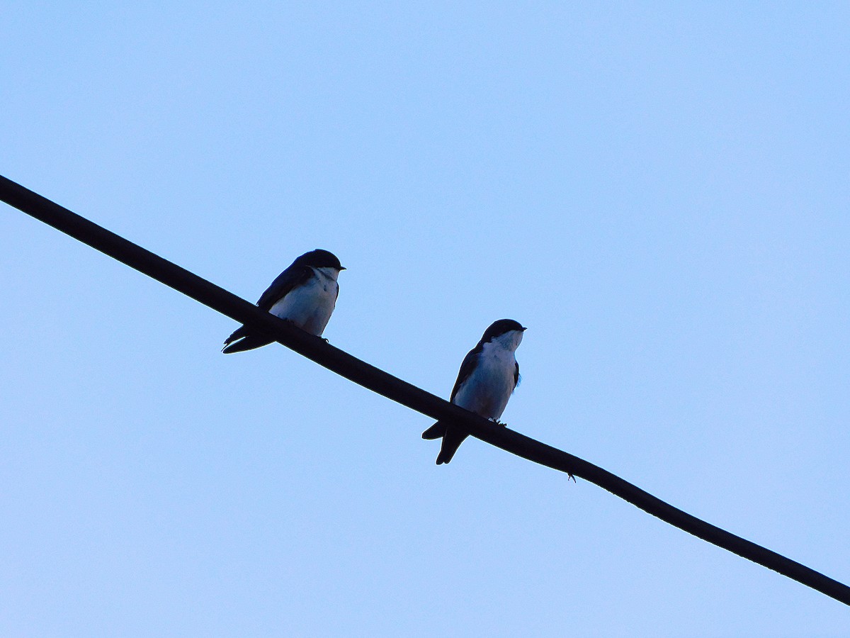 Blue-and-white Swallow - ML639183367