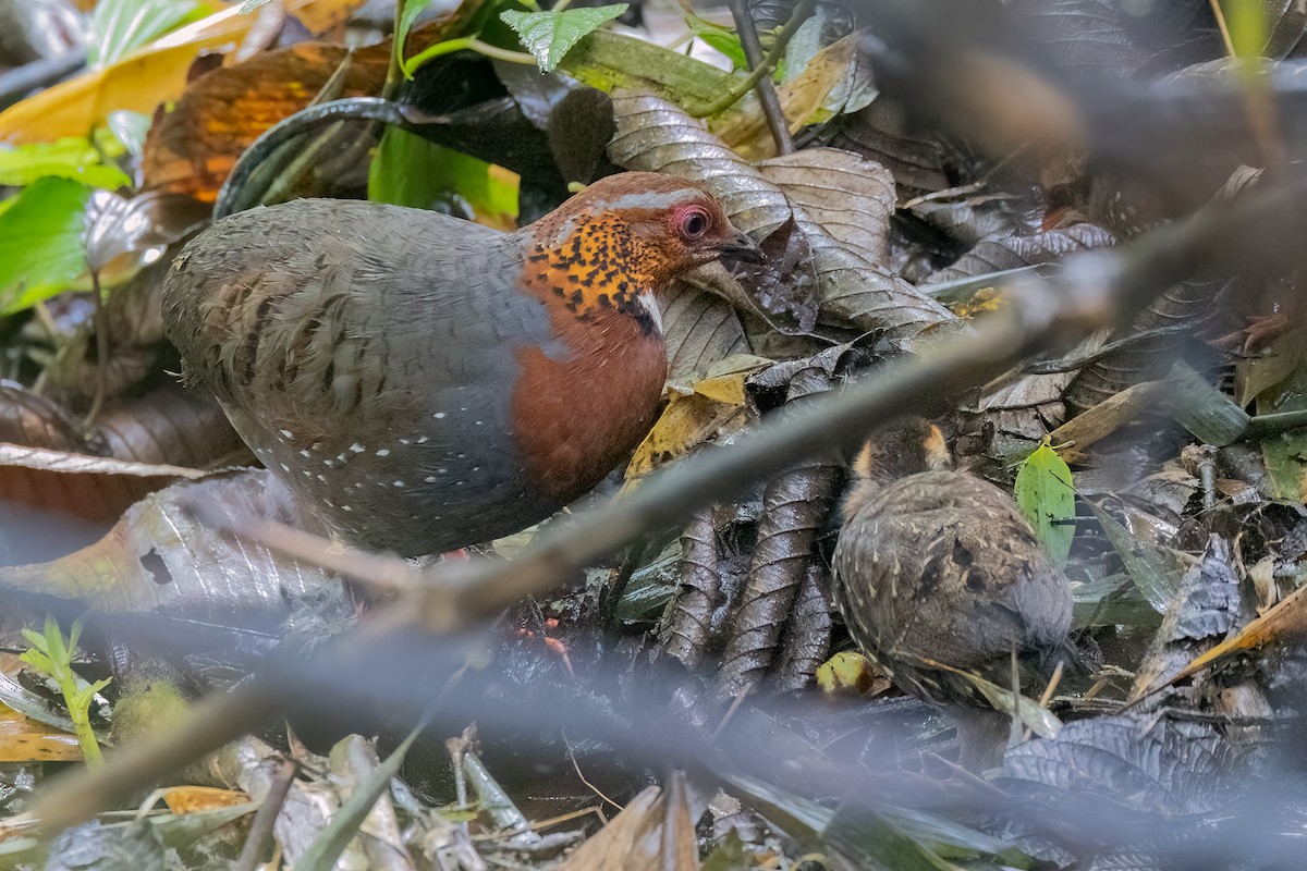 Chestnut-breasted Partridge - ML639183720
