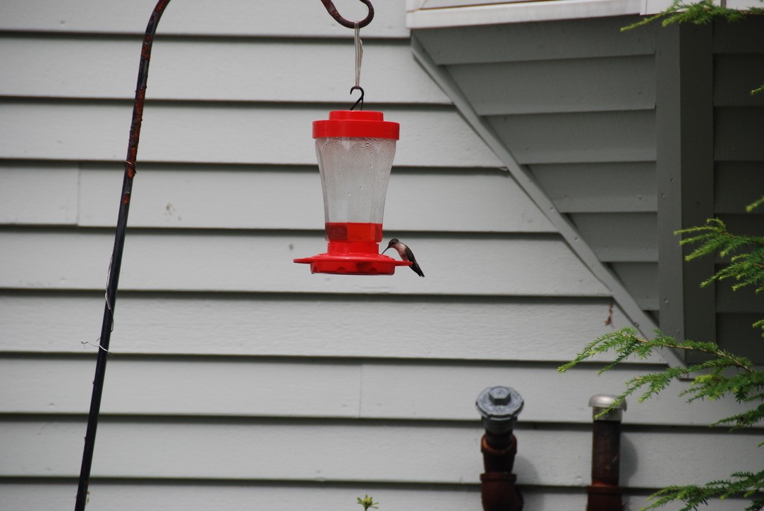 Ruby-throated Hummingbird - ML639183727