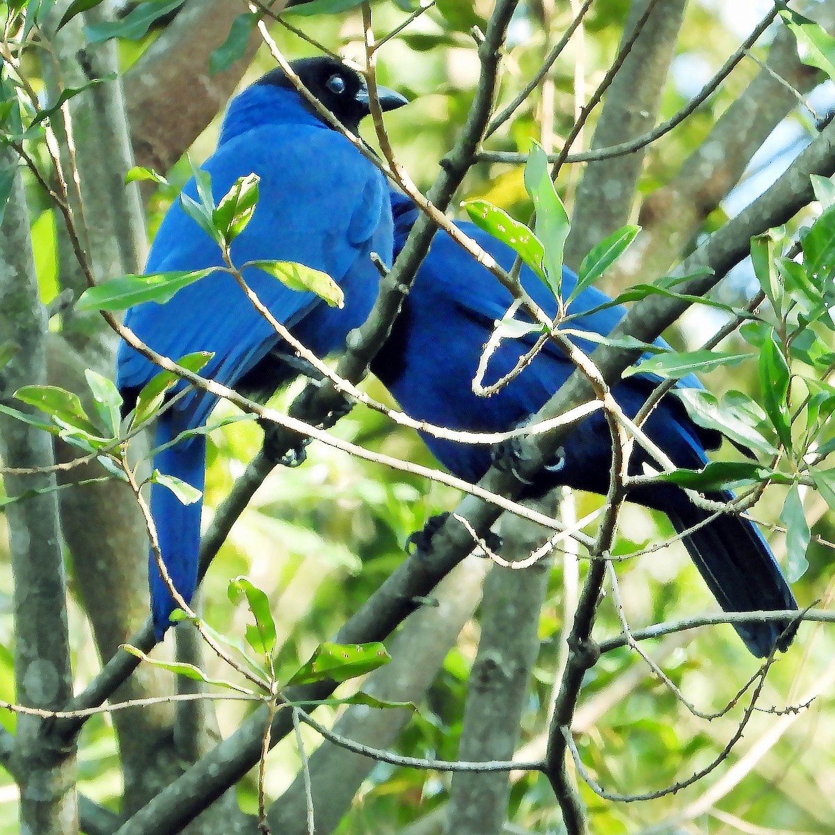 Azure Jay - ML639183812
