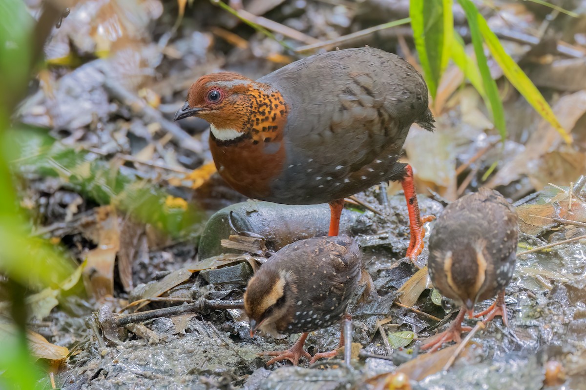 Chestnut-breasted Partridge - ML639183974