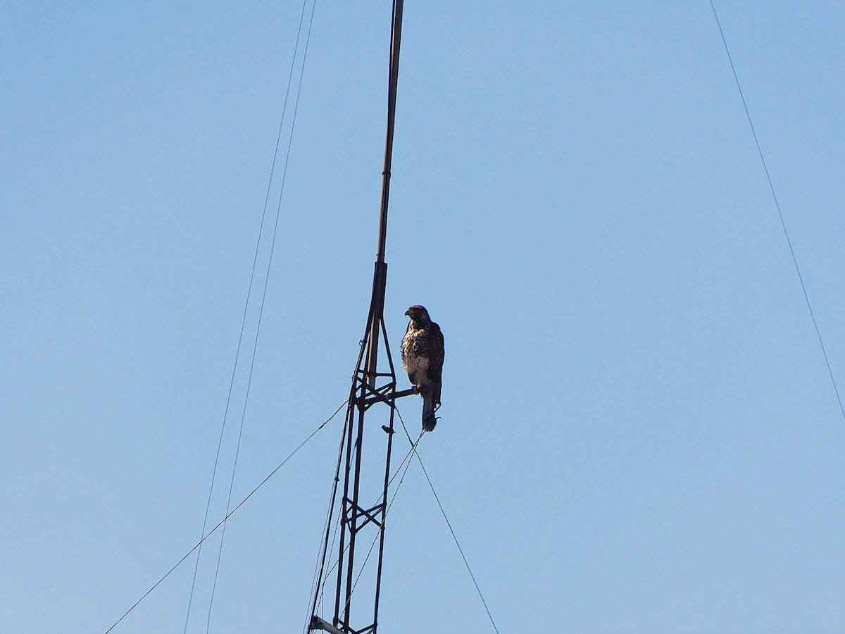 Harris's Hawk - ML639183982