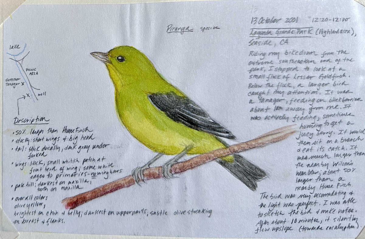Scarlet Tanager - ML639183991