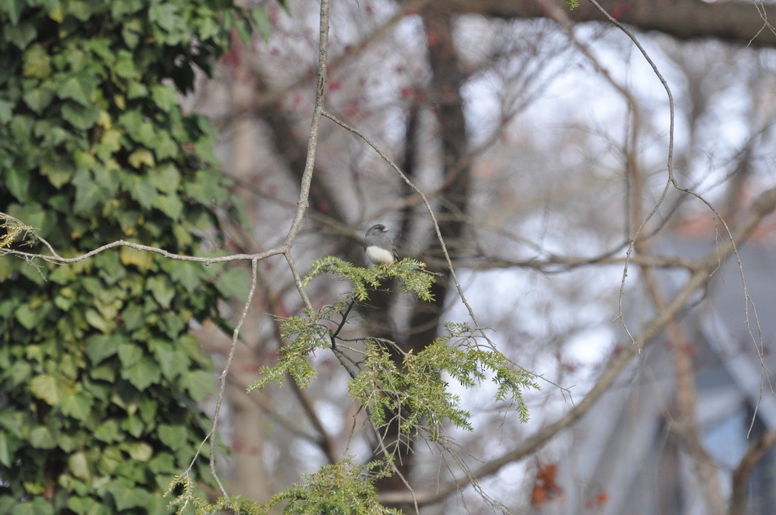 Dark-eyed Junco - ML639183993