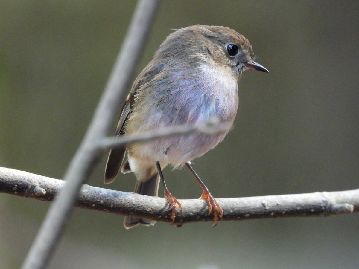 Pink Robin - ML639183997