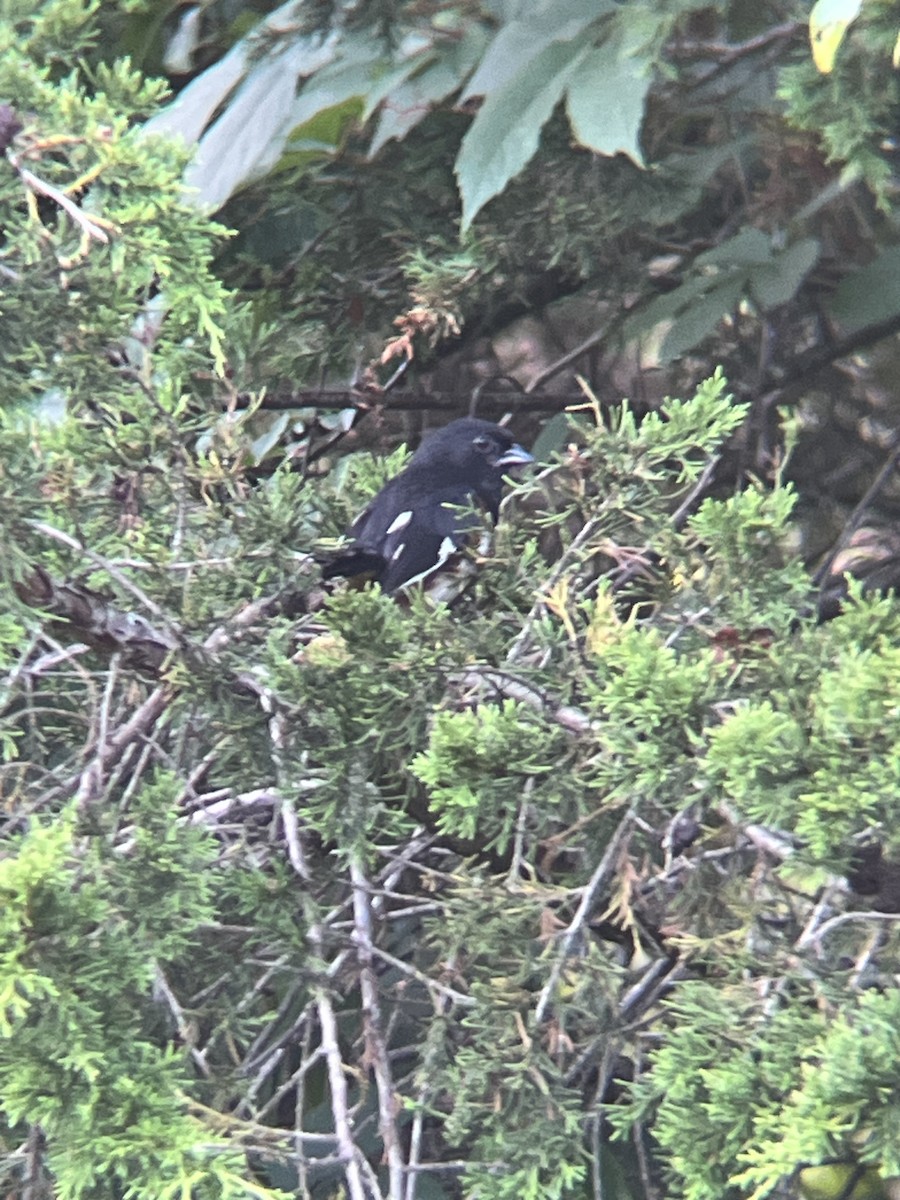 Eastern Towhee - ML639184098