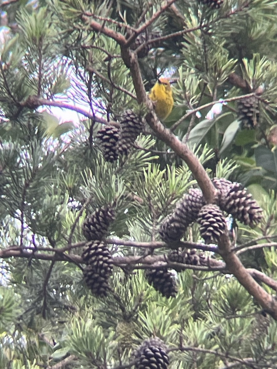 Pine Warbler - ML639184113