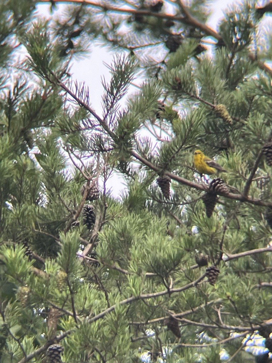 Pine Warbler - ML639184114