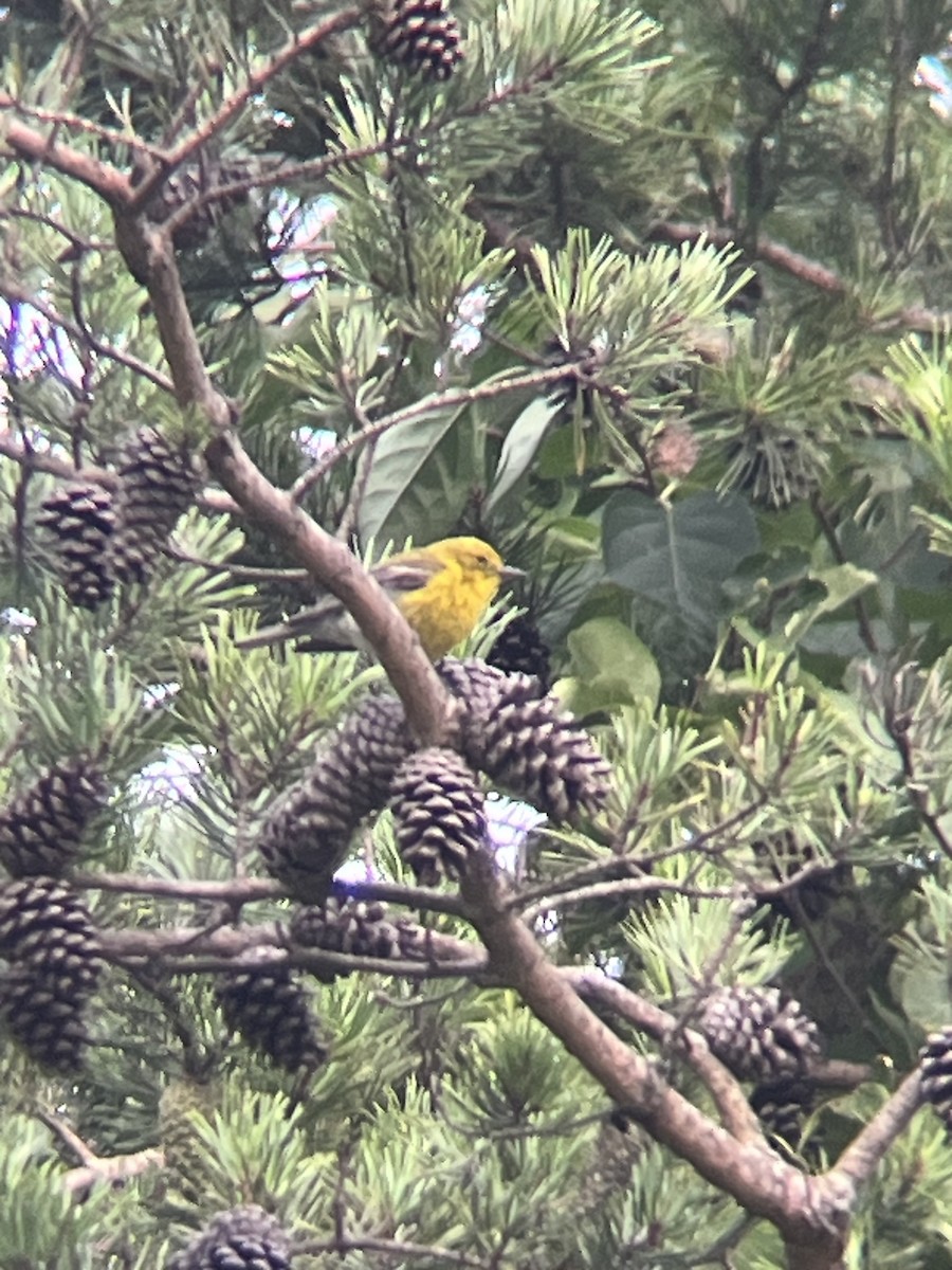 Pine Warbler - ML639184115
