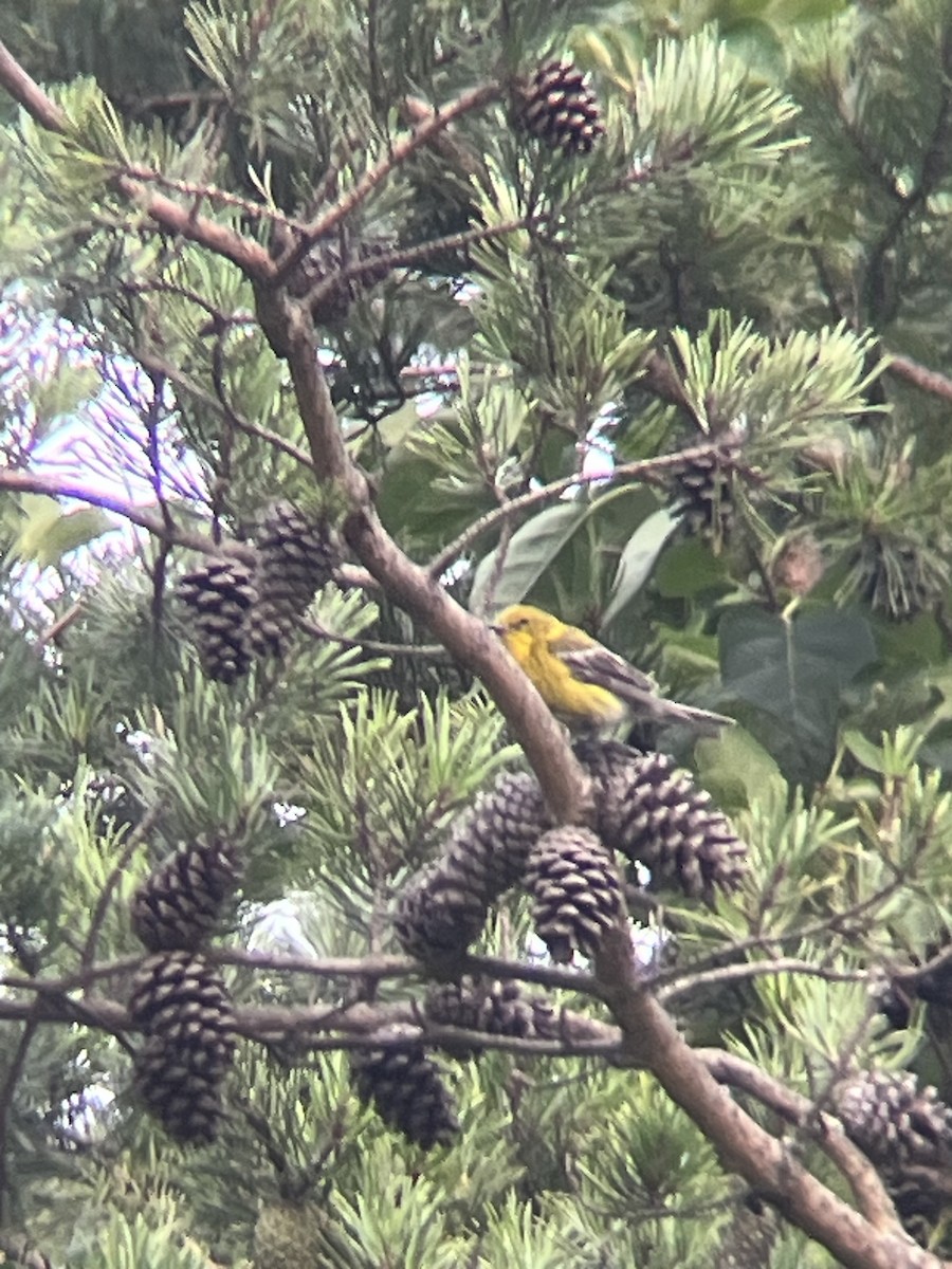 Pine Warbler - ML639184116