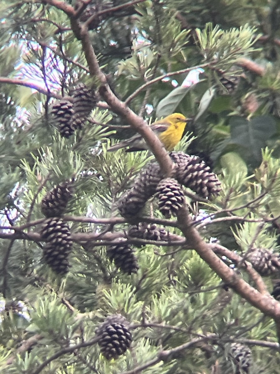 Pine Warbler - ML639184117