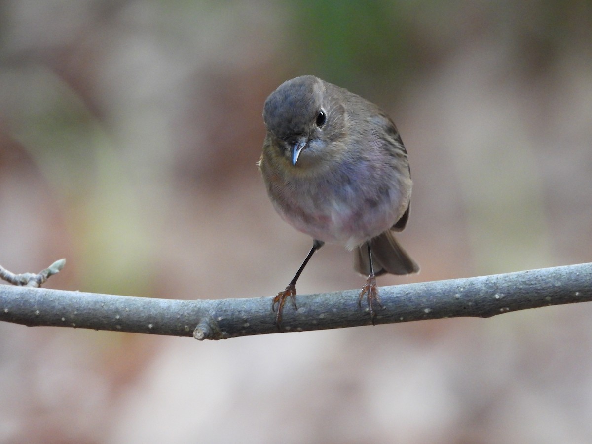 Pink Robin - ML639184120