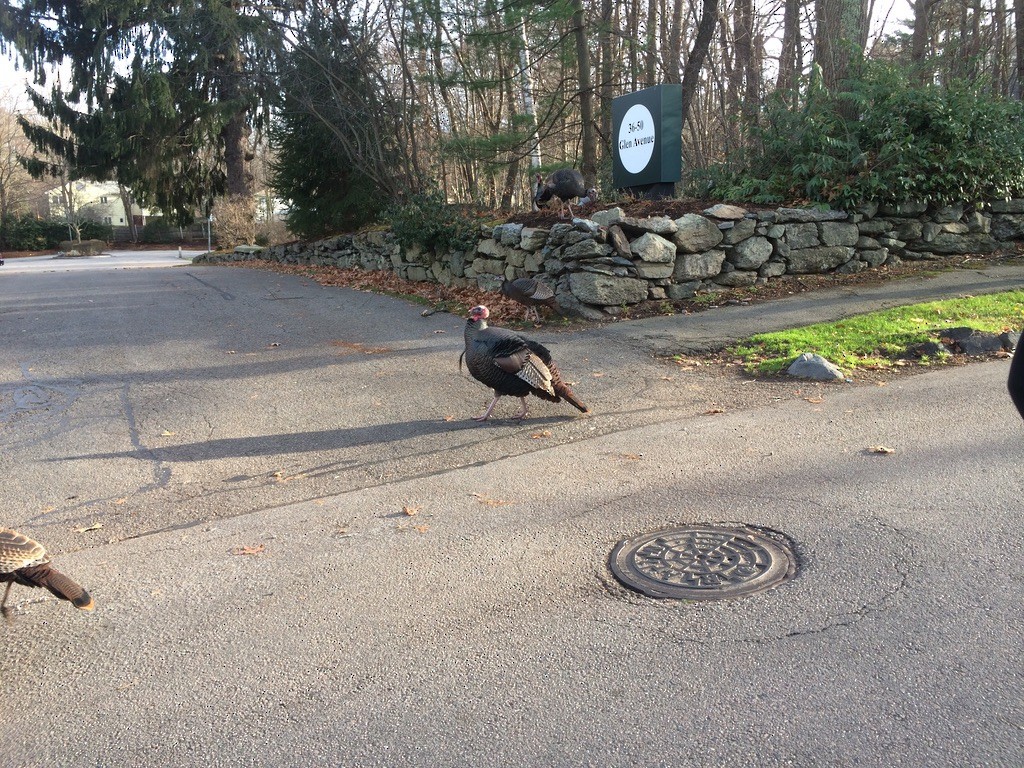 Wild Turkey - ML639184132