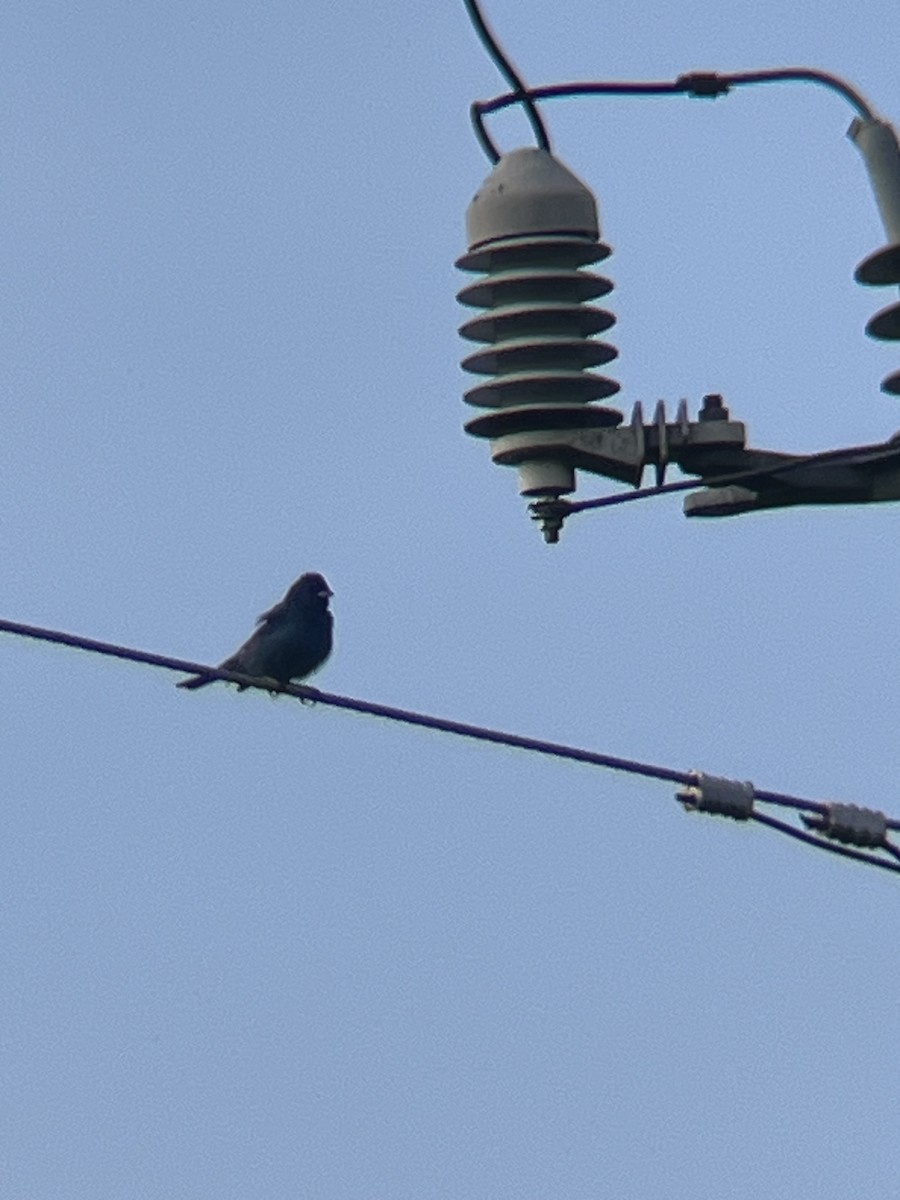 Indigo Bunting - ML639184233